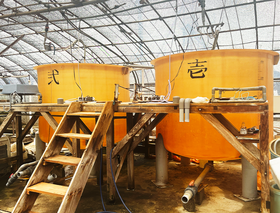 ワムシ用培養水槽